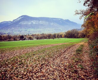 Chemin des Pins